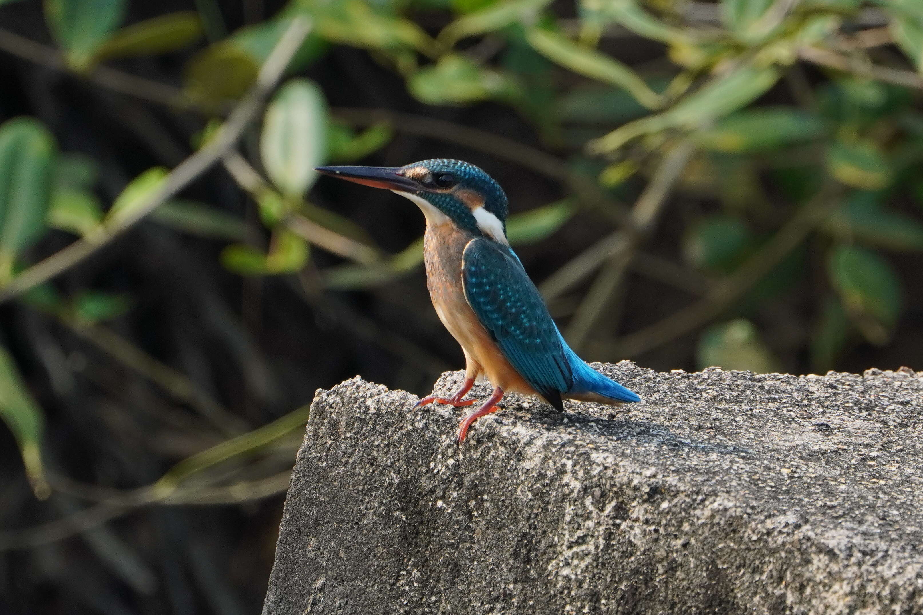 Image of Common Kingfisher