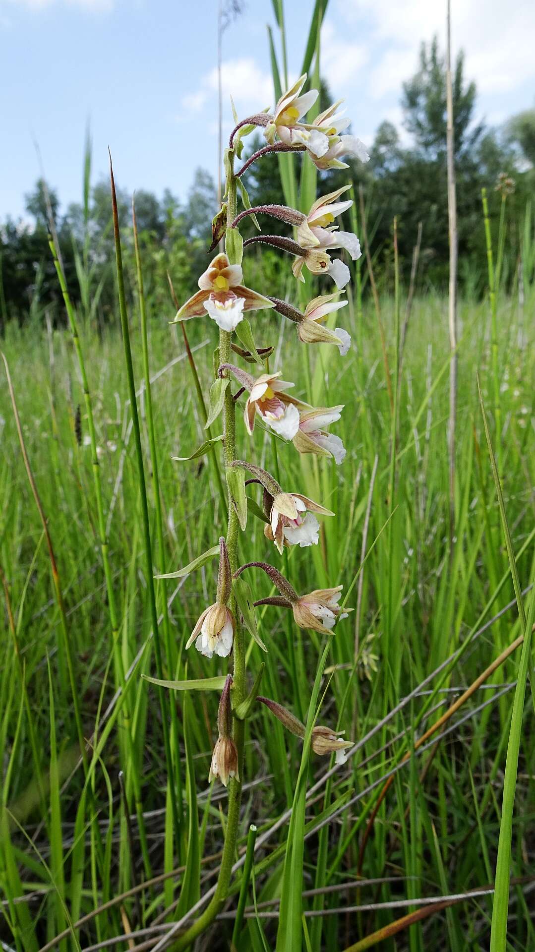 Imagem de Epipactis palustris (L.) Crantz