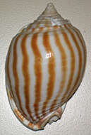 Image of flammed bonnet