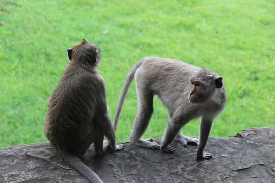 Image of Long-tailed Macaque