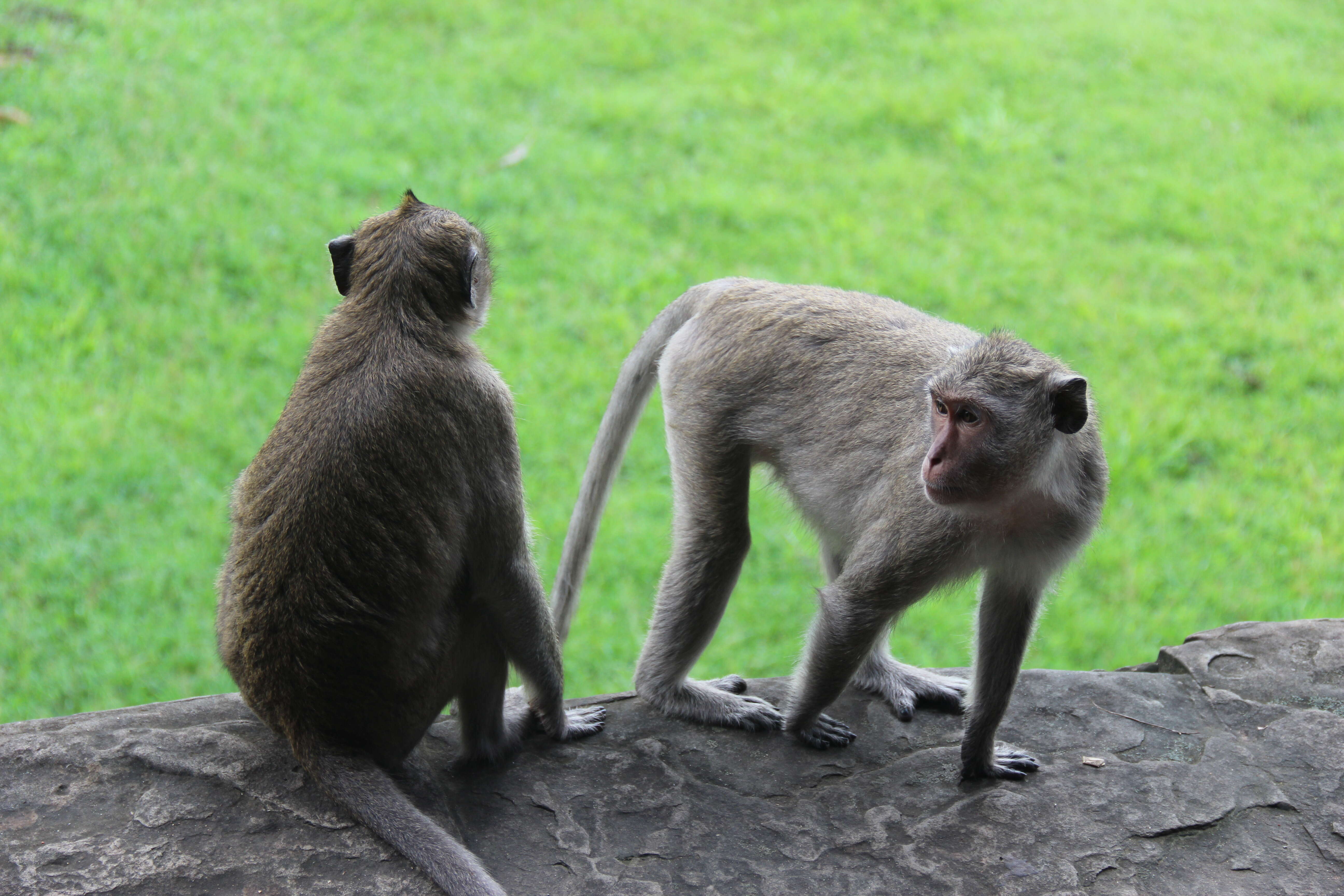 Image of Long-tailed Macaque