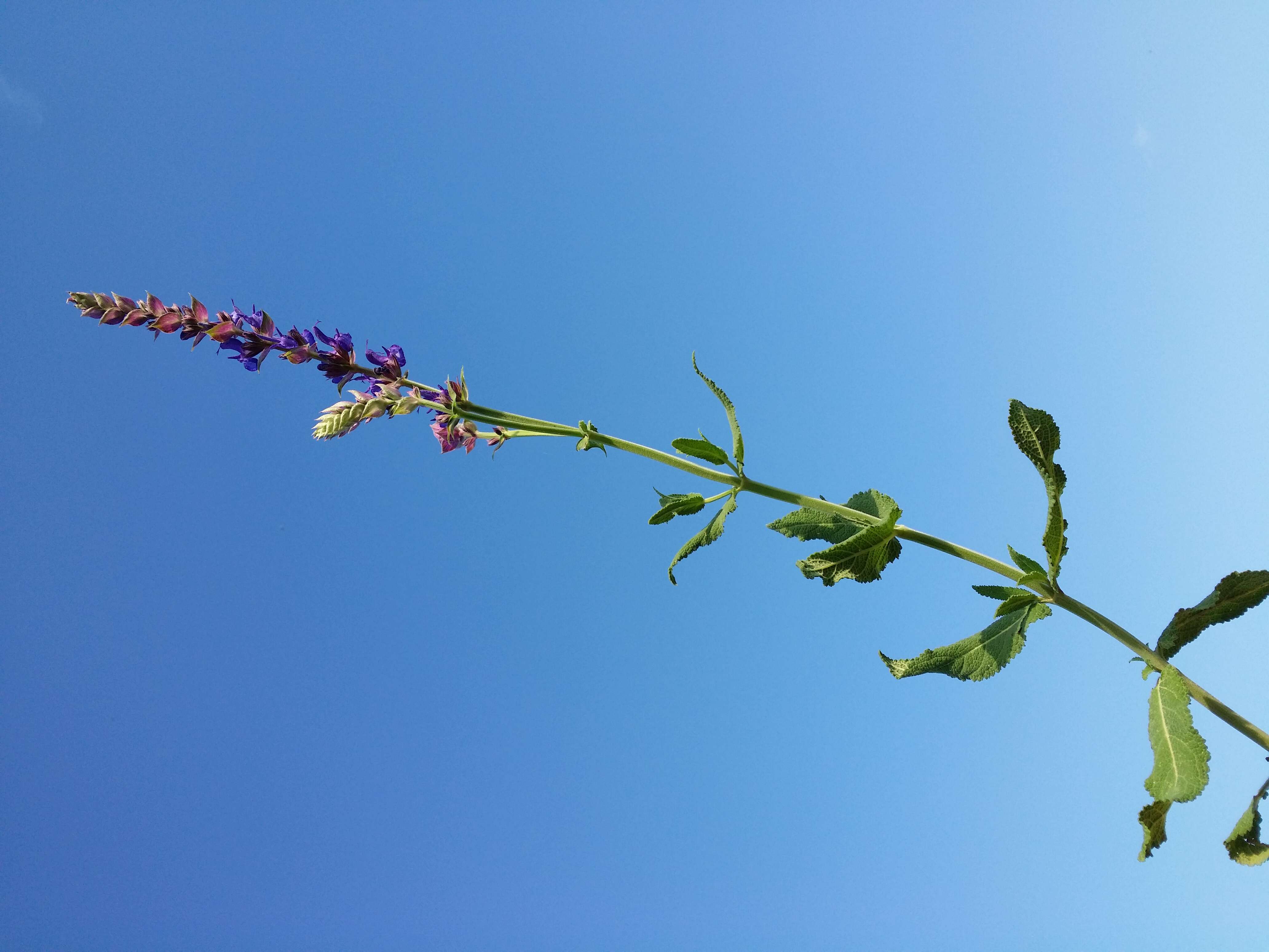 Imagem de Salvia nemorosa L.