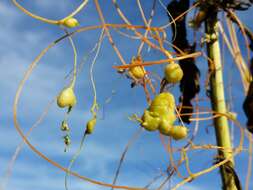 Image de Cuscuta campestris