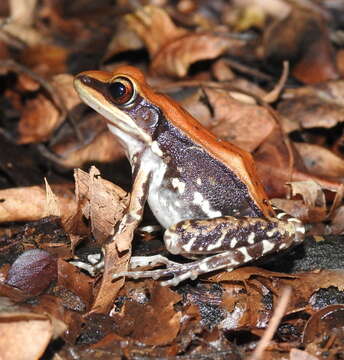 Sivun Hydrophylax malabaricus (Tschudi 1838) kuva