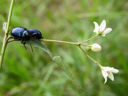 Image of Chrysochus asclepiadeus