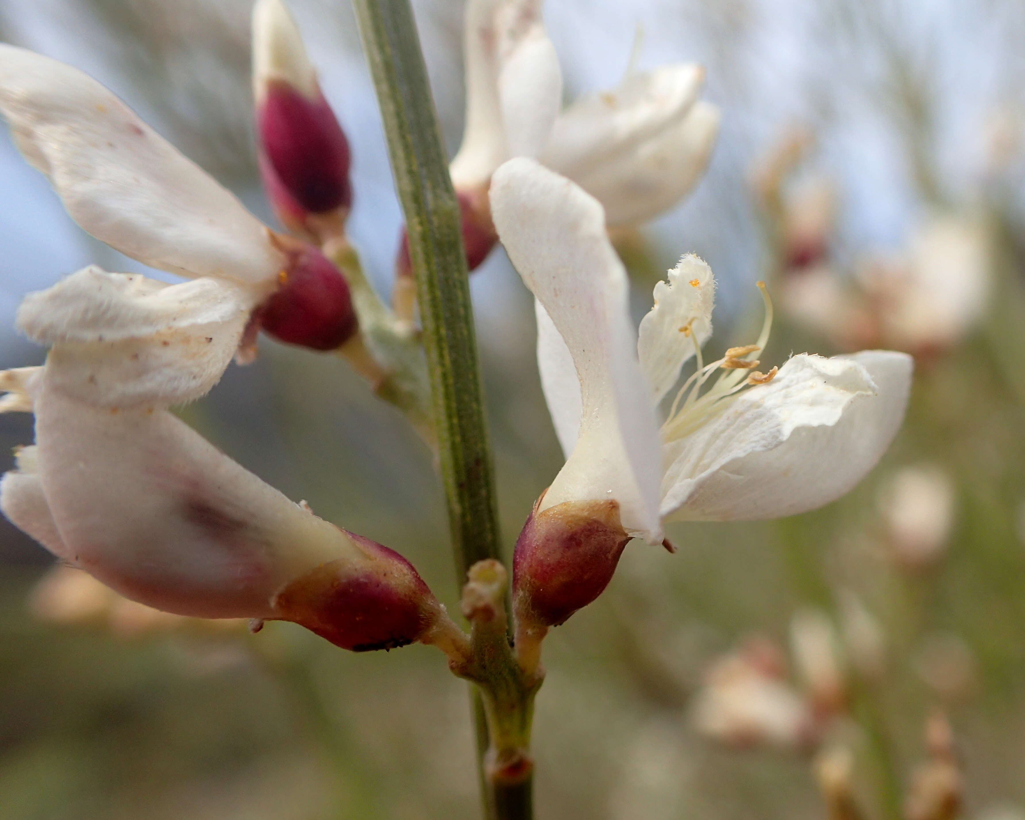 Image of Tiede White Broom