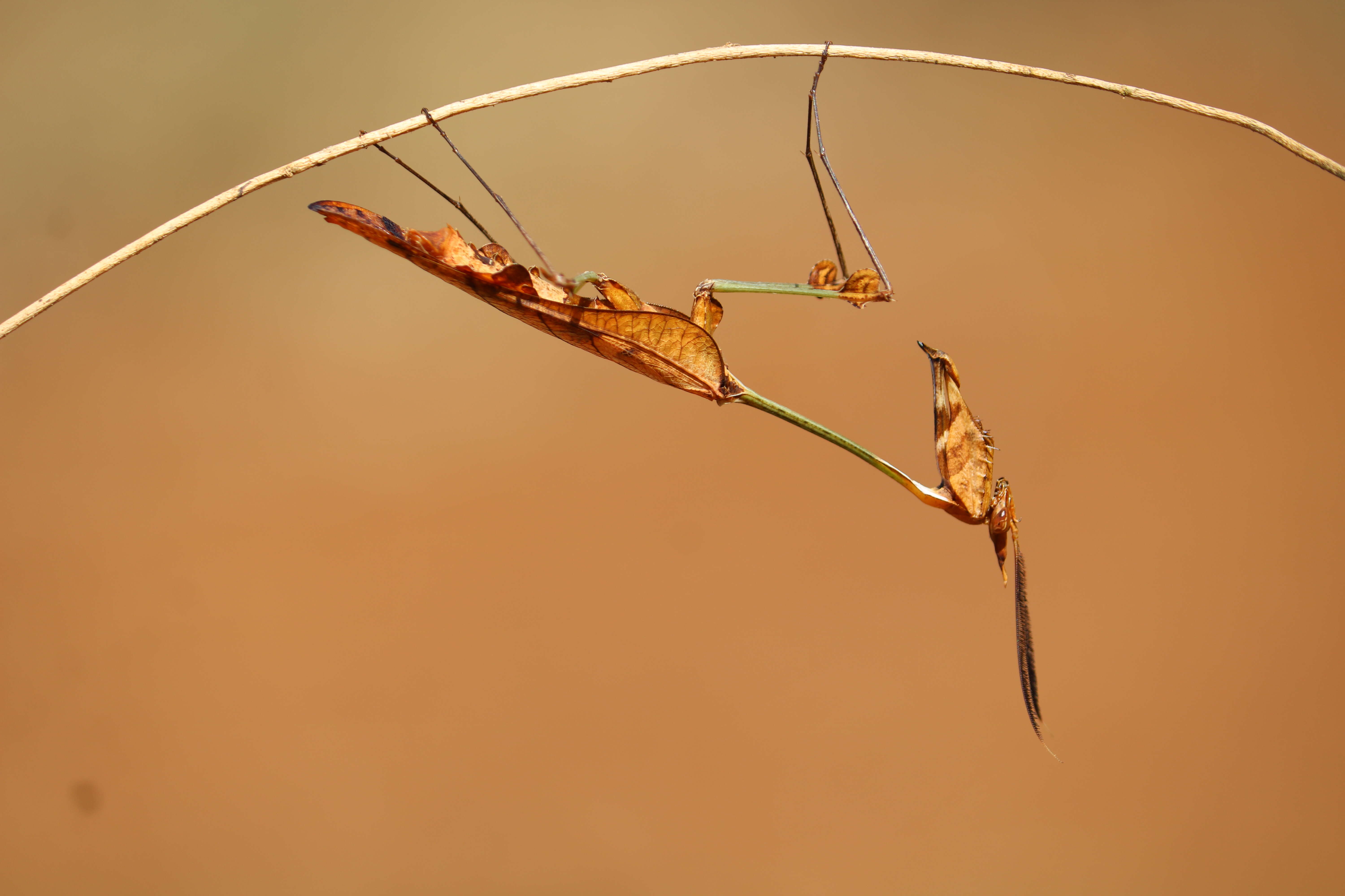 Image of Gongylus