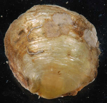 Image of common jingle shell