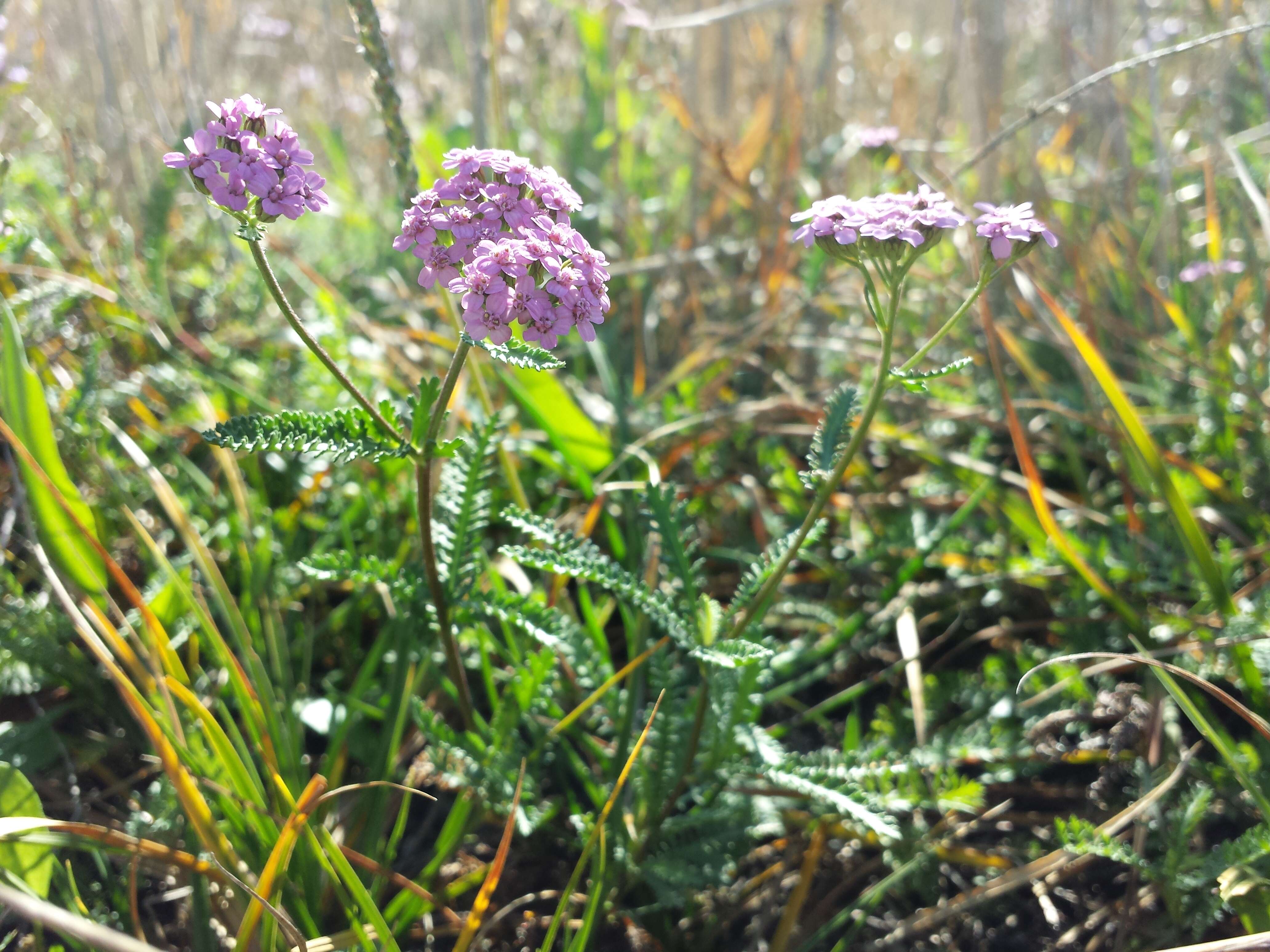 Image of Achillea obscura Nees