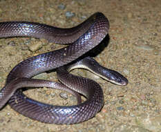 Image of Greater Black Krait