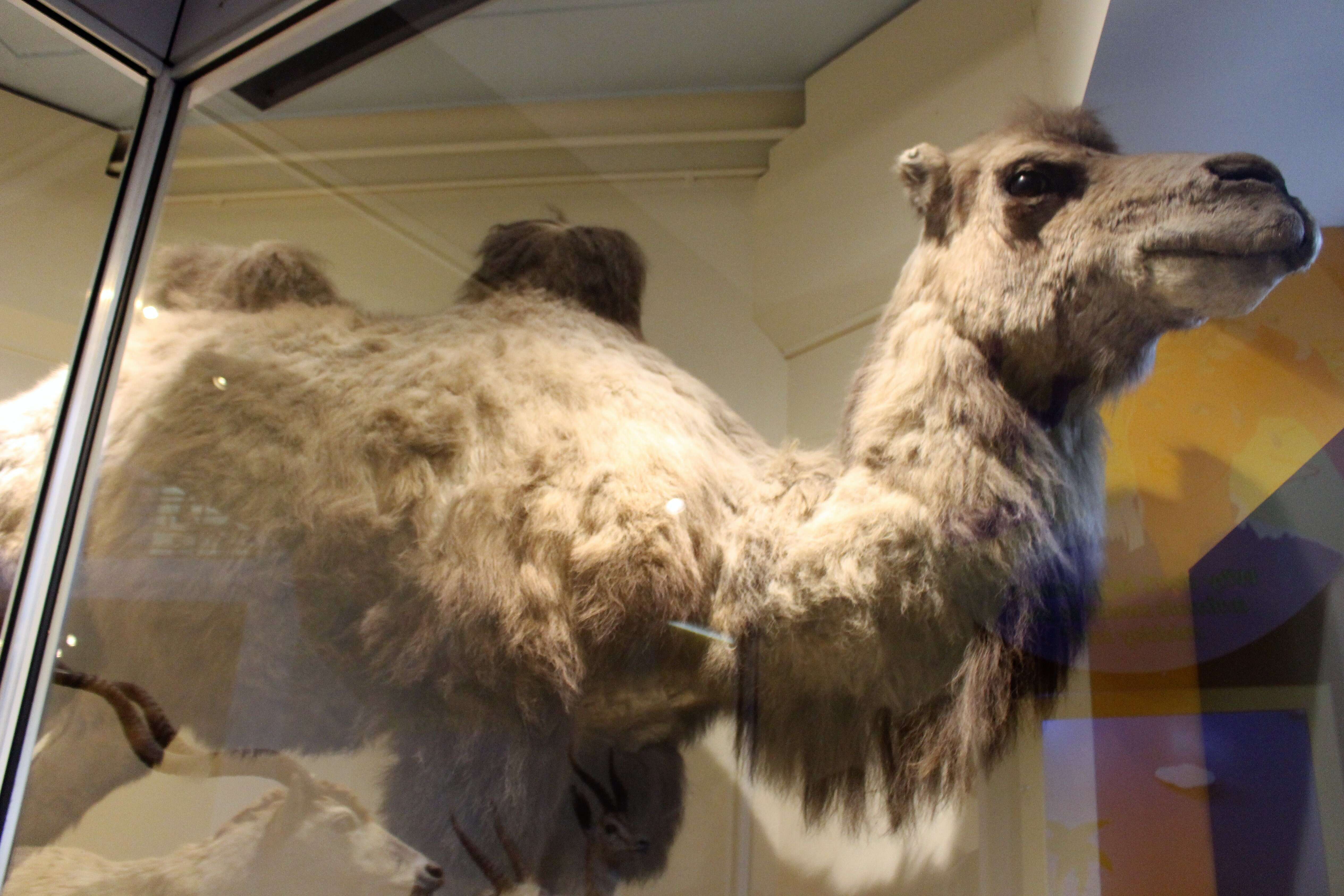 Image of Bactrian camel