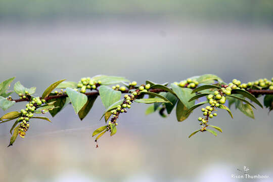 Imagem de Ziziphus oenopolia (L.) Mill.