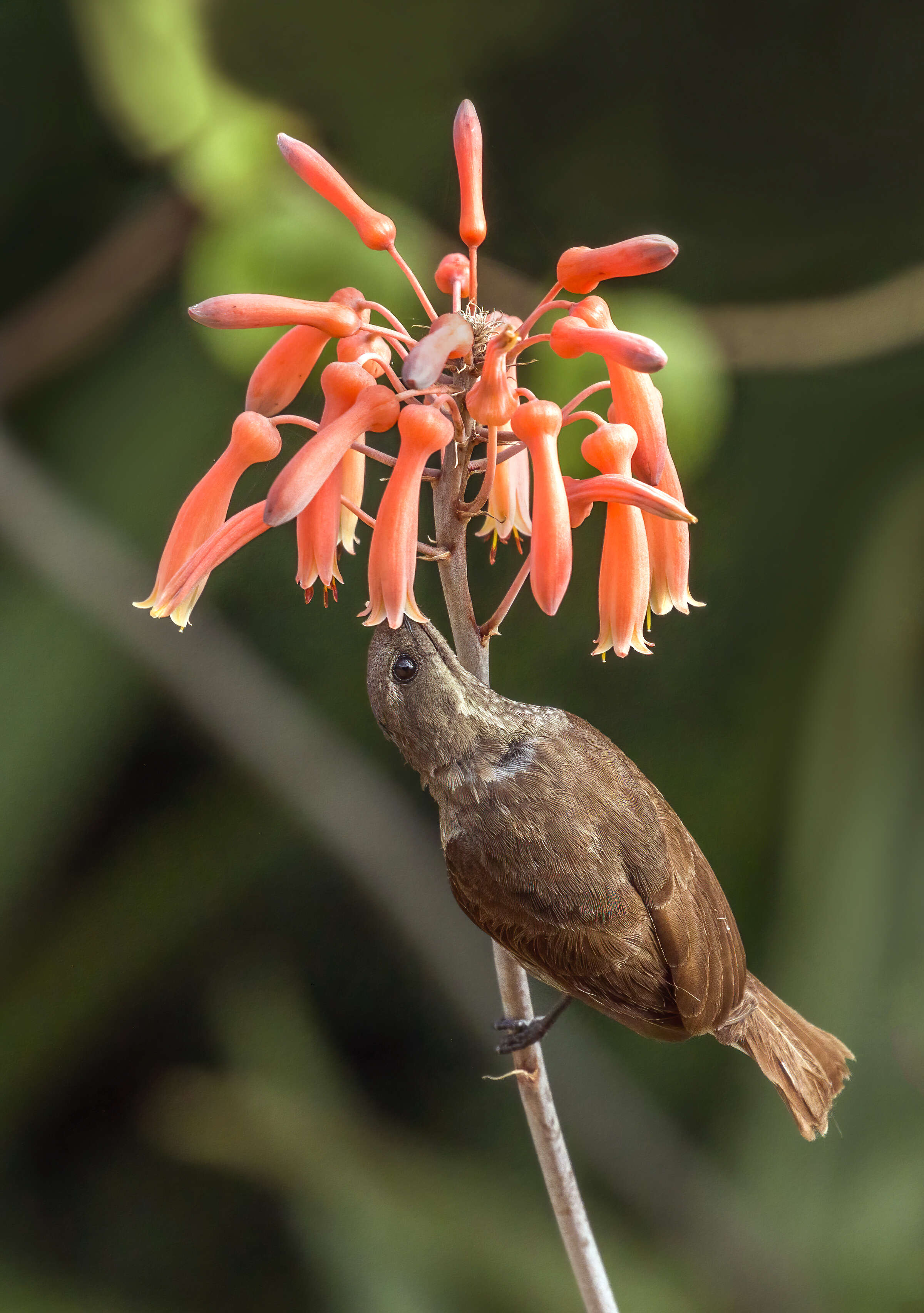 Image of Scarlet-chested Sunbird