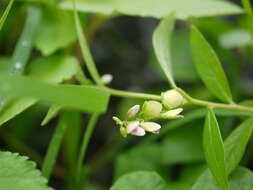 Image of Polygala persicariifolia DC.