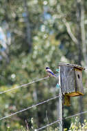 Image of Western Bluebird