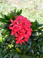 Image of ixora