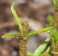 Image of Aphid