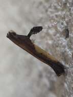 Image of Azalea leafminer