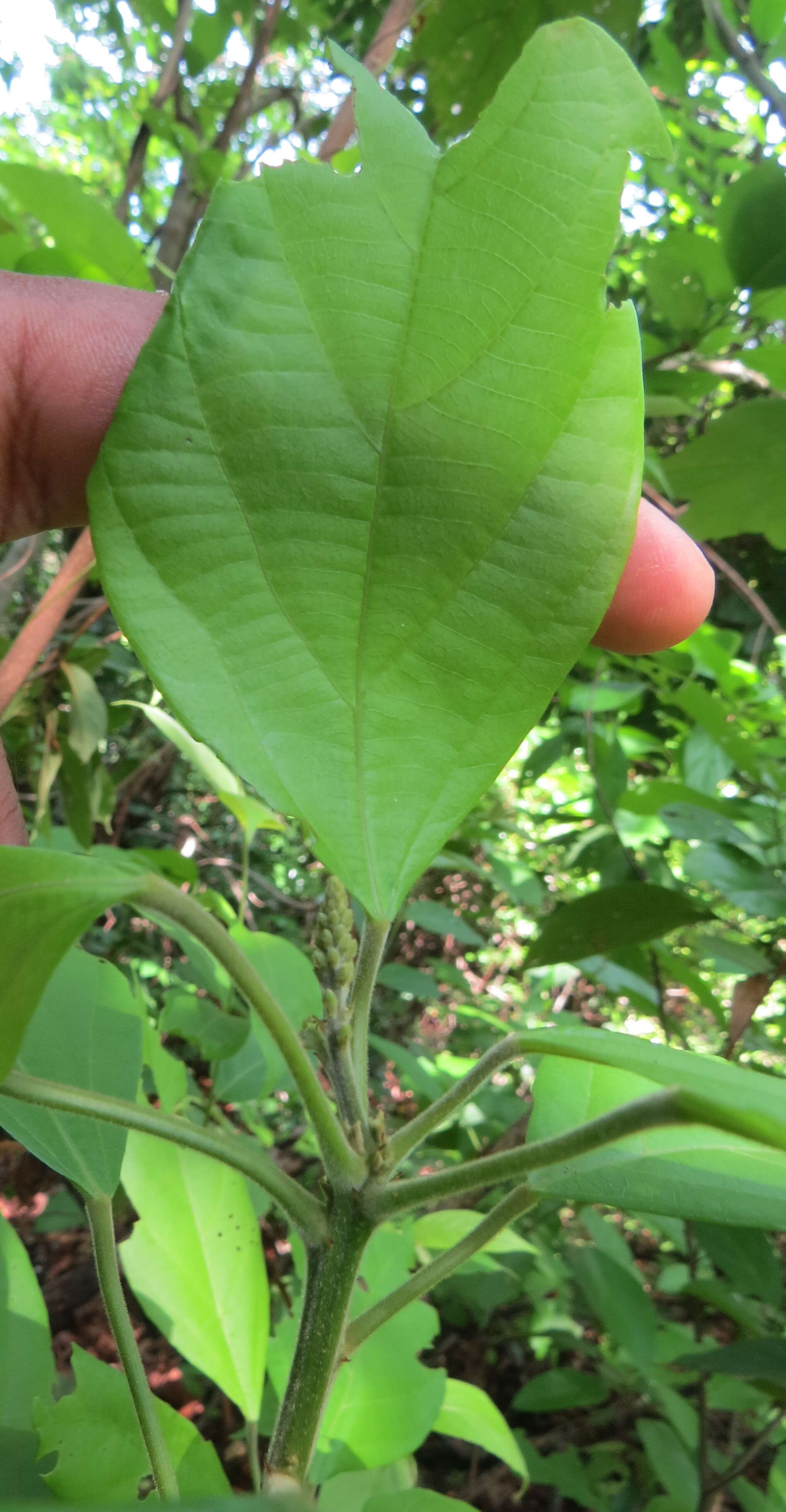 Image of Mallotus rhamnifolius (Willd.) Müll. Arg.