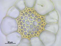 Imagem de Sphagnum papillosum Lindberg 1872