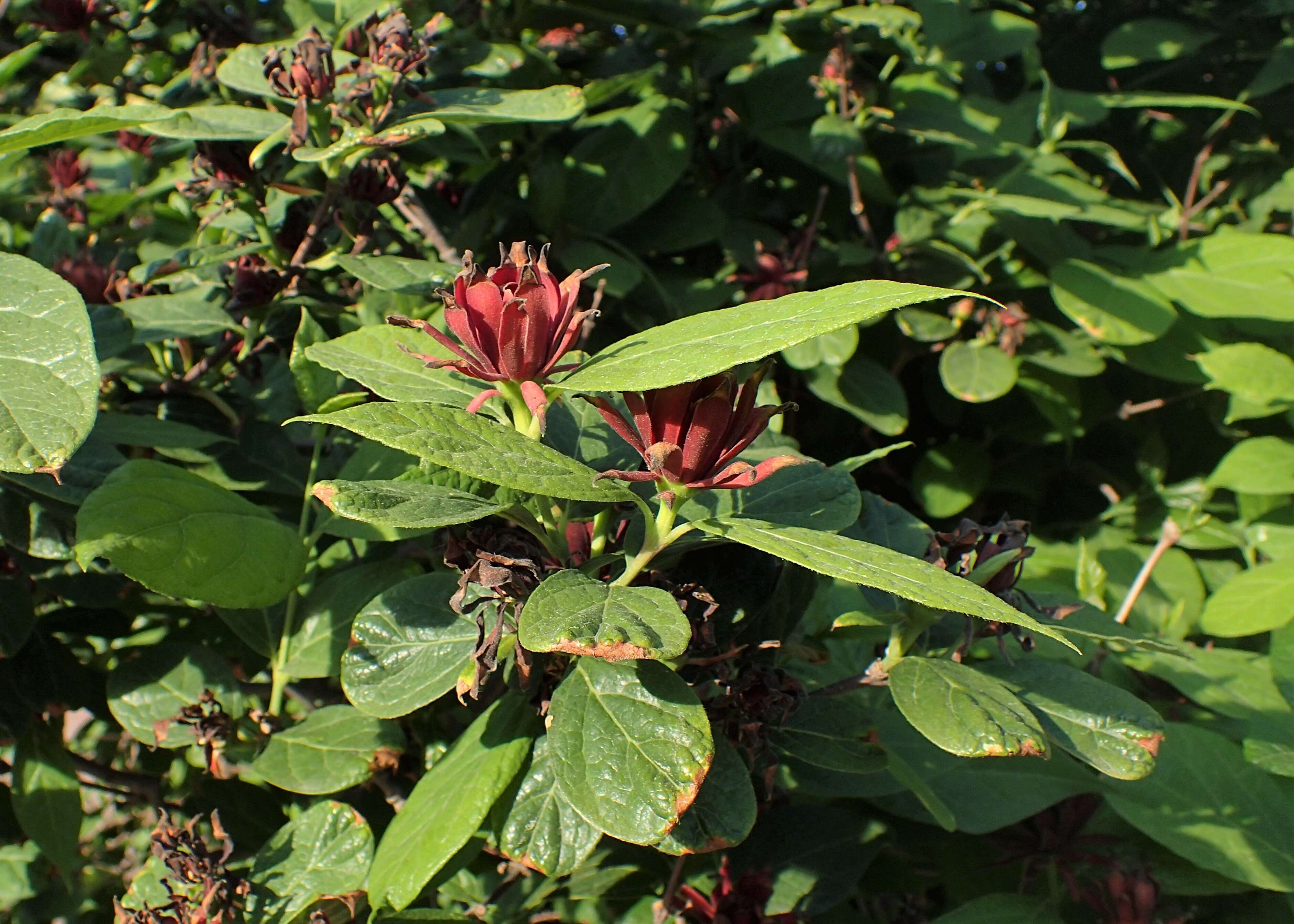 Image de Calycanthus floridus L.