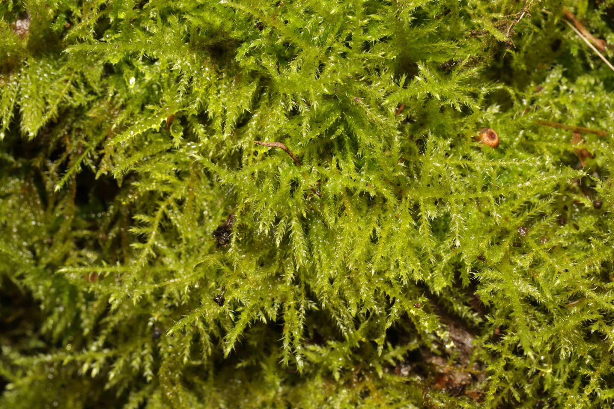 Image of Kindbergia praelonga