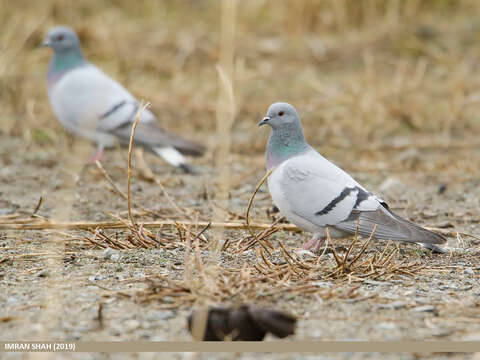 Image of Hill Pigeon