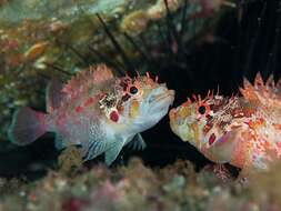 Image of Cheekspot scorpionfish