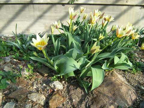 Image of water-lily tulip