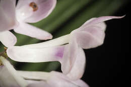 Image of Vanda christensoniana (Haager) L. M. Gardiner