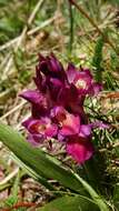 Image of Elder-flowered orchid