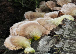 Image of Schizophyllum