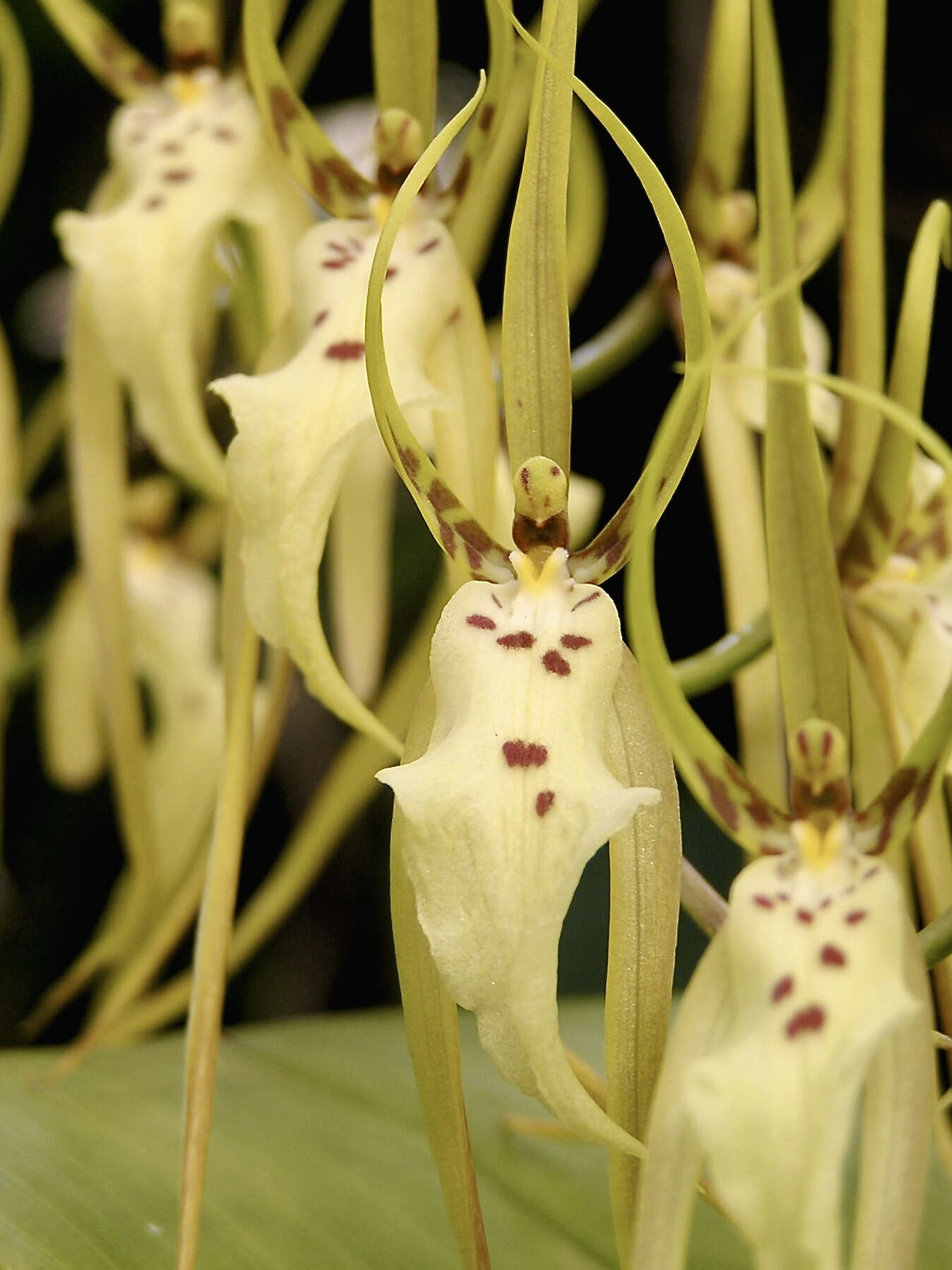 Image of Arching Brassia