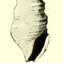 Image of Taranis panope Dall 1919