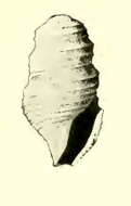 Image of Taranis panope Dall 1919