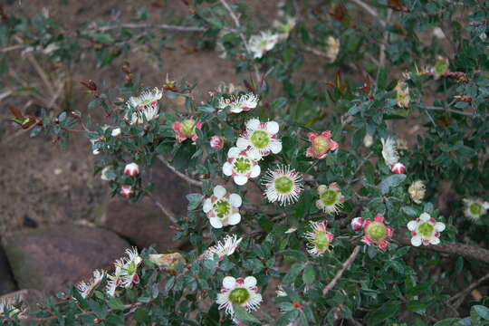 Image of Leptospermum macrocarpum (Maiden & Betche) J. Thompson