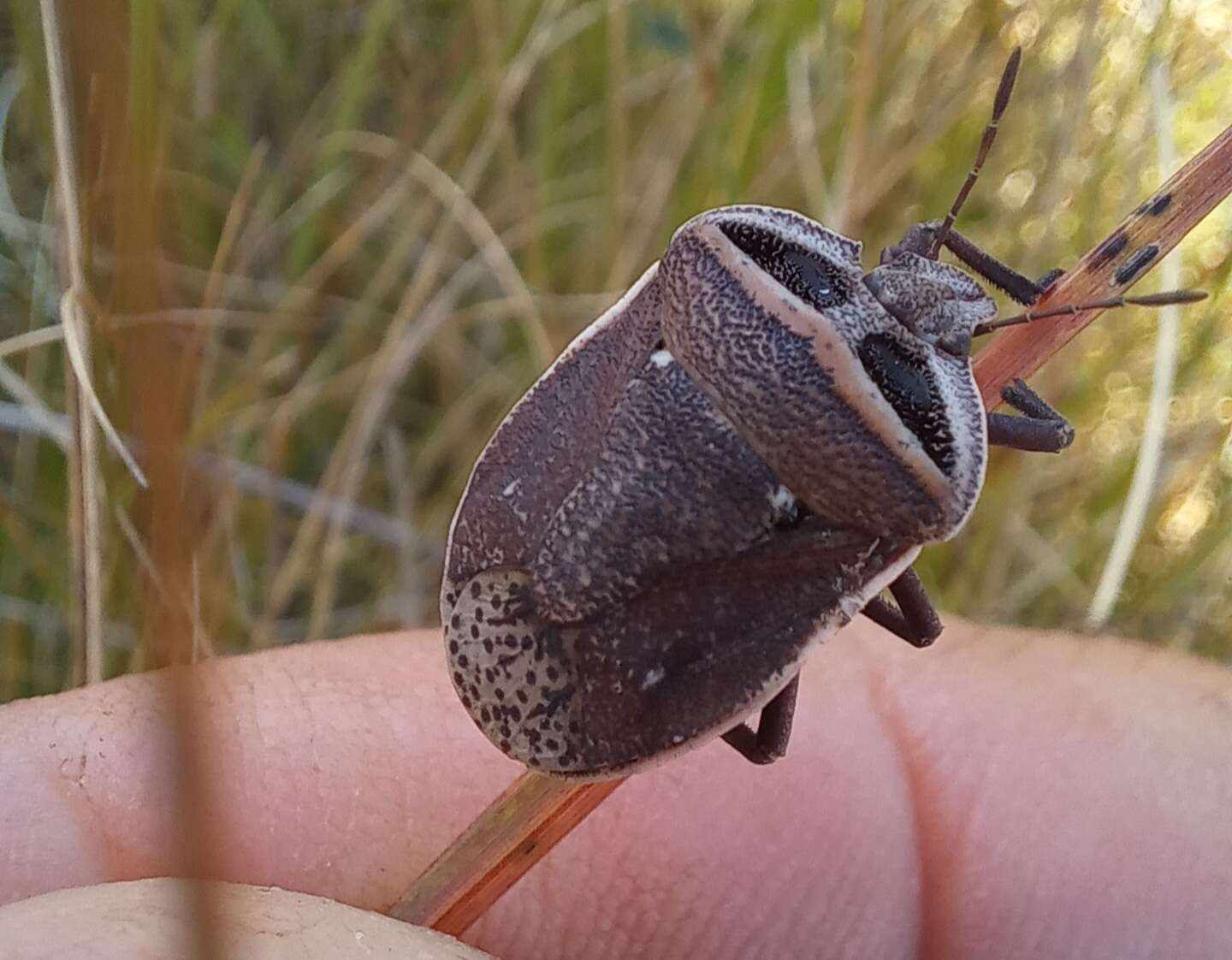 Phyllocephalinae resmi