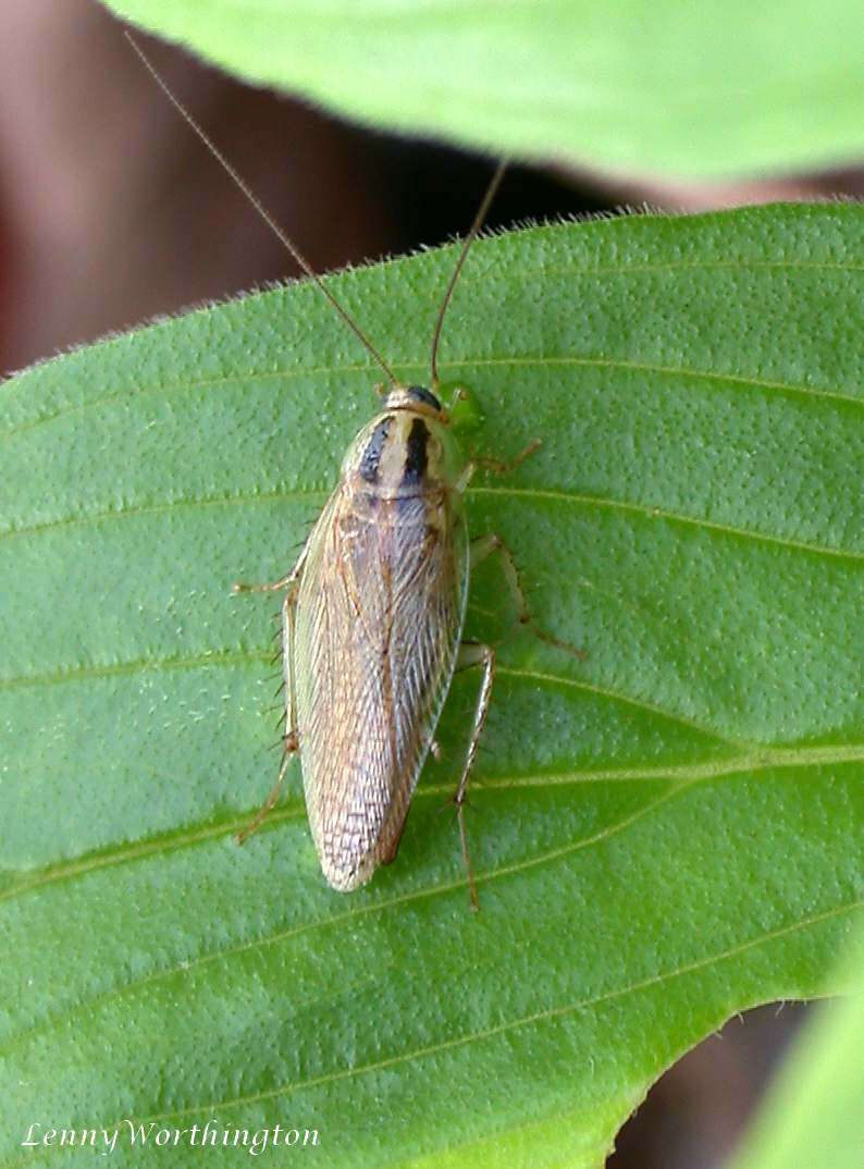 Image of German Cockroach