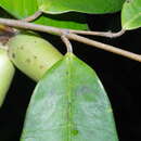 Sivun Meiocarpidium lepidotum (Oliv.) Engl. & Diels kuva