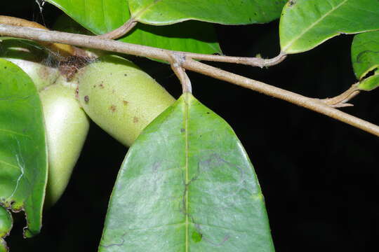 Meiocarpidium lepidotum (Oliv.) Engl. & Diels resmi