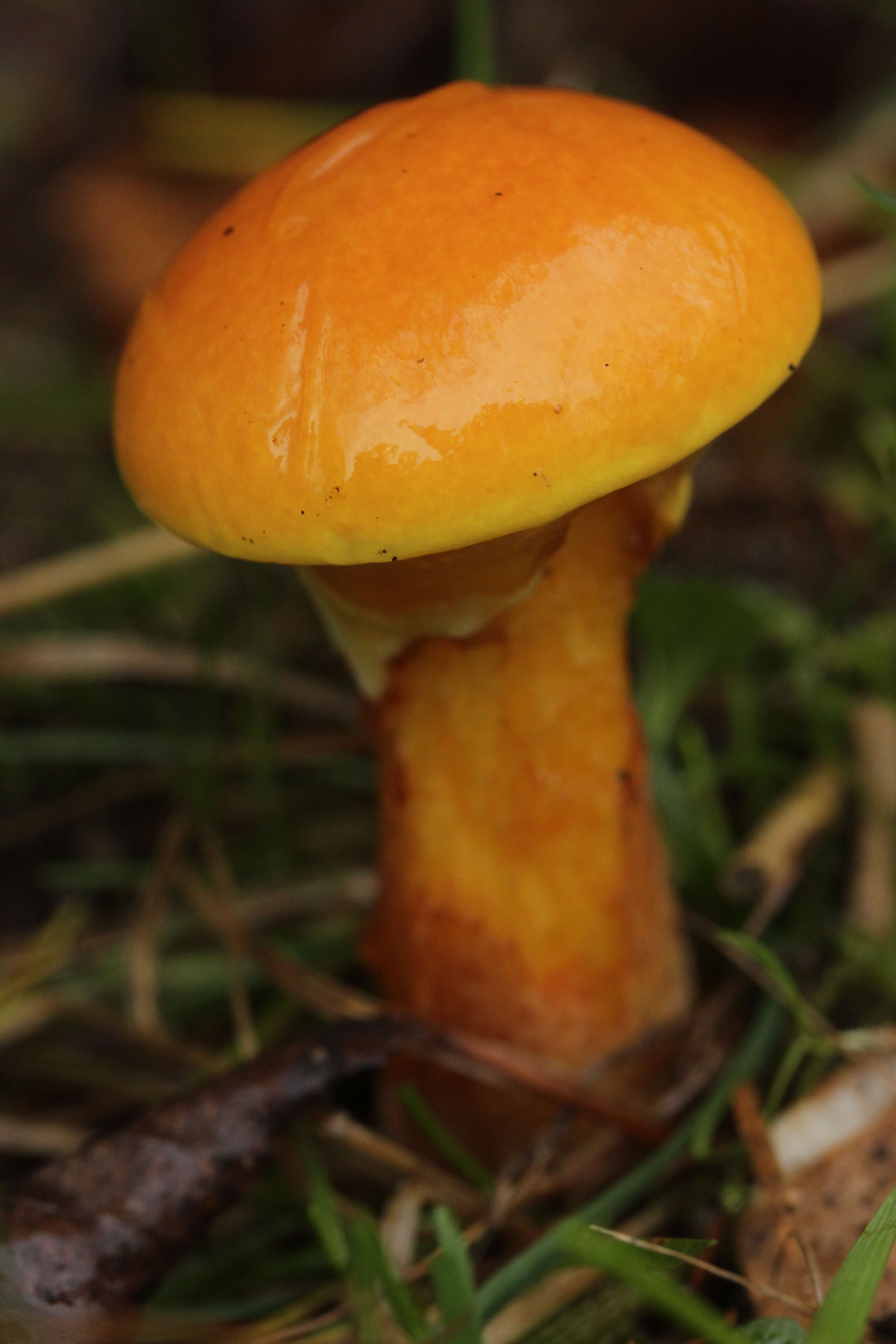 Image of Suillus grevillei (Klotzsch) Singer 1945