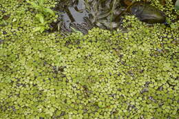 Image of eared watermoss