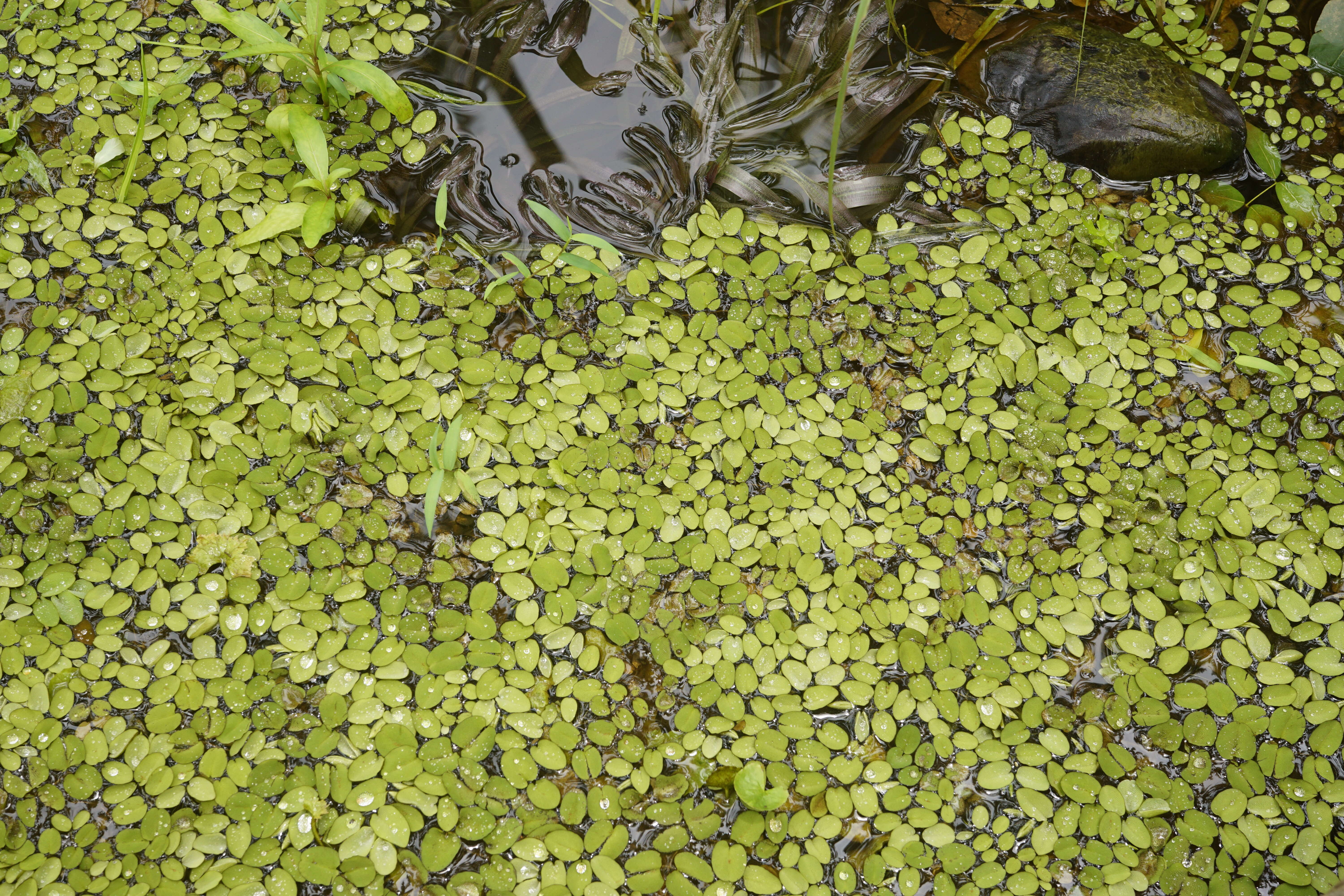 Image of eared watermoss