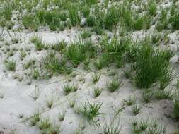 Image of Scirpus radicans Schkuhr