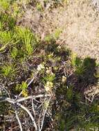 Image of Thin-leafed Darwin's Shrub