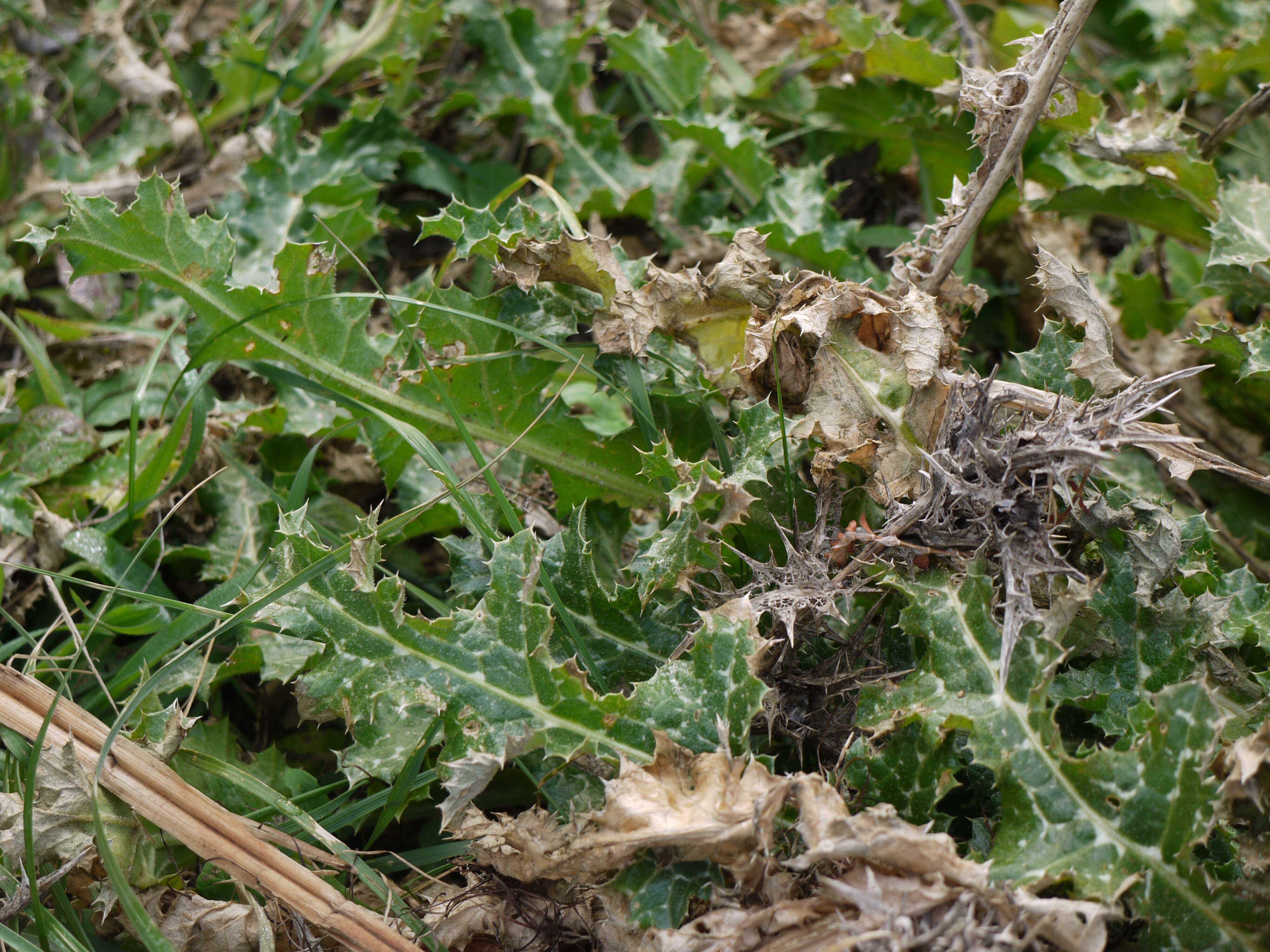 Image of Milk thistle