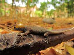 Image of Yellow-headed gecko