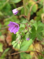 Image of hedgerow geranium