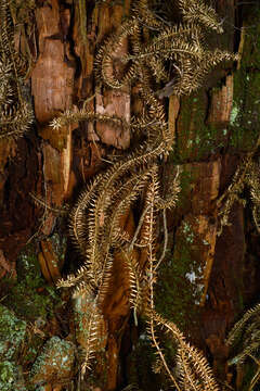 Image of interrupted clubmoss