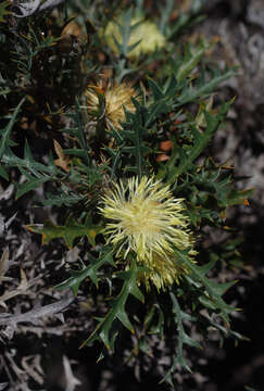 Image de Banksia purdieana (Diels) A. R. Mast & K. R. Thiele